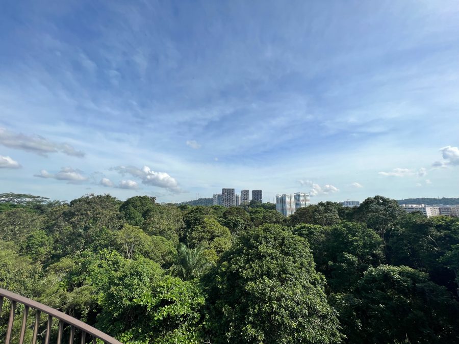 Chestnut Nature Park beside the Solano Grand EC site in Bukit Panjang